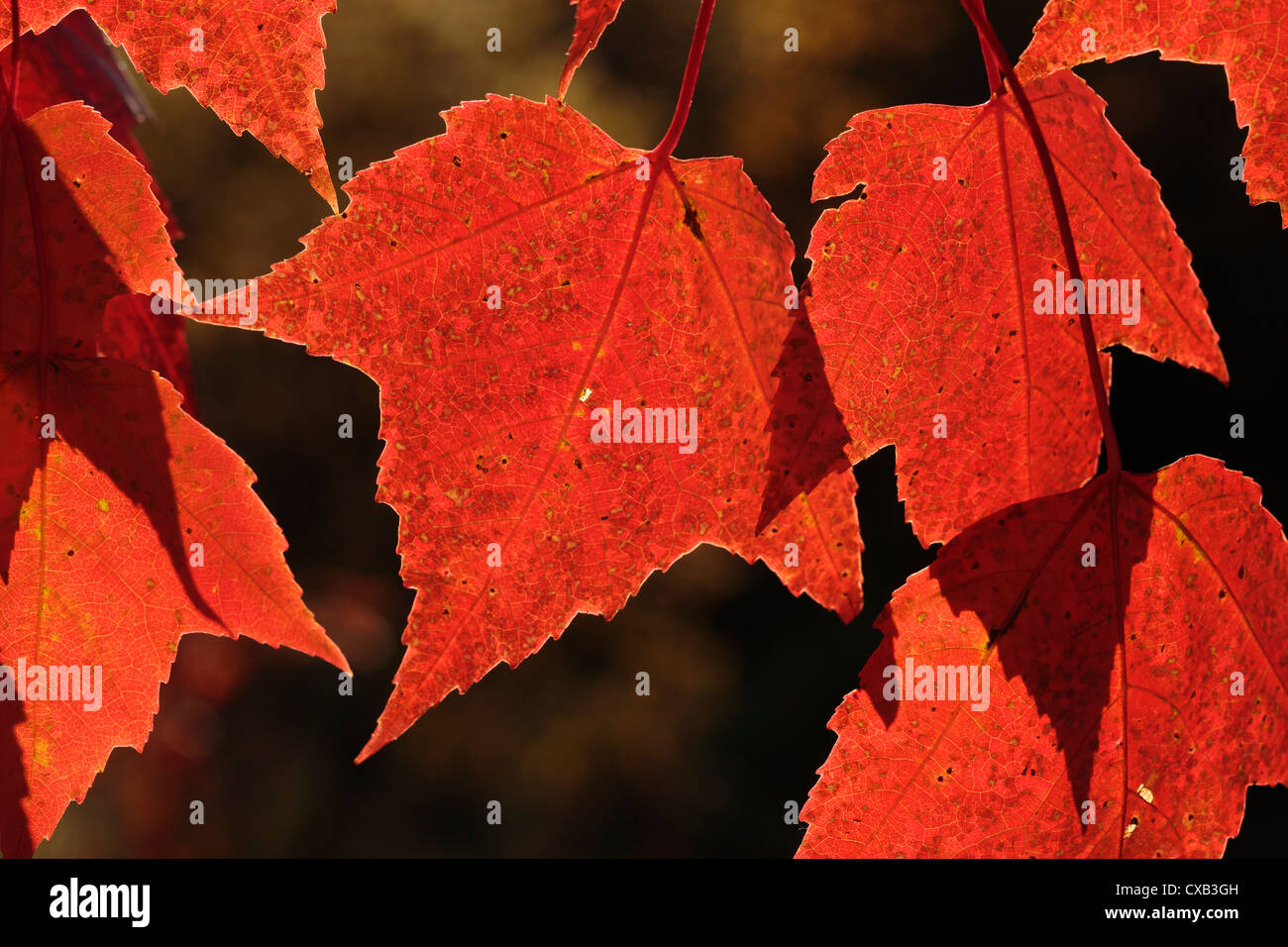 Detailansicht der rote Blätter im Herbst. Stockfoto