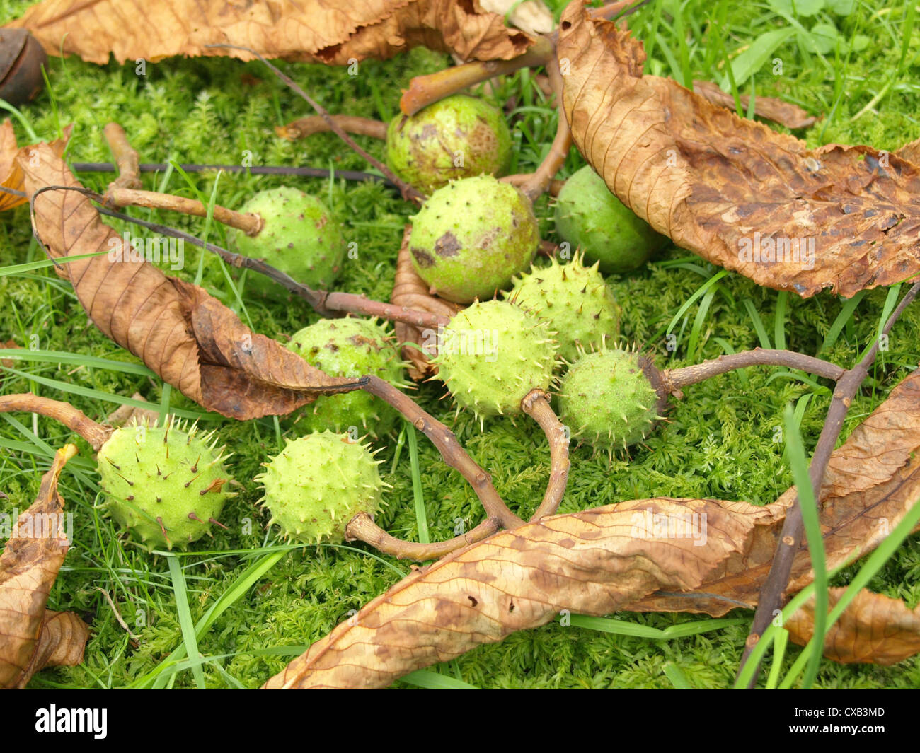 grünen, stacheligen Kapseln mit Conkers aus Rosskastanie / Grüne, Stachelige Kapseln Mit Samen der Rosskastanie Stockfoto