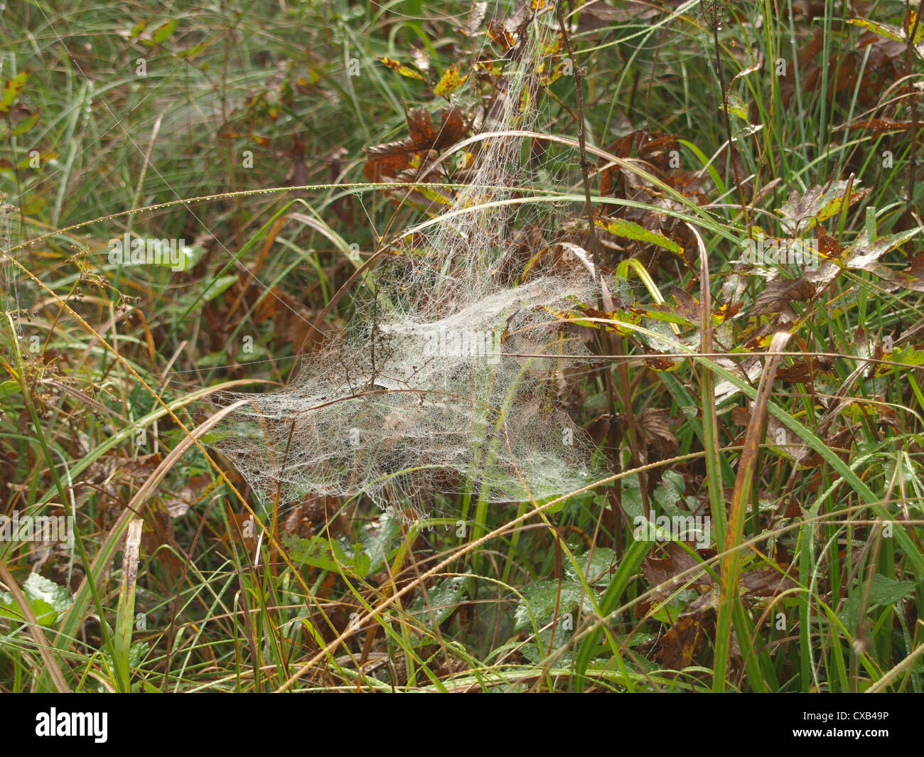 Spinnennetz mit Wasser fällt zwischen Pflanzen / Spinnennetz Mit Wassertropfen Zwischen Pflanzen Stockfoto