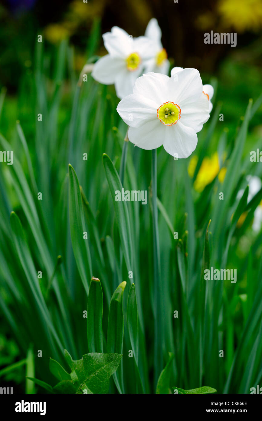 Nahaufnahme von Narzisse Blumen in einem Garten, Frühling, Saarland / Deutschland Stockfoto
