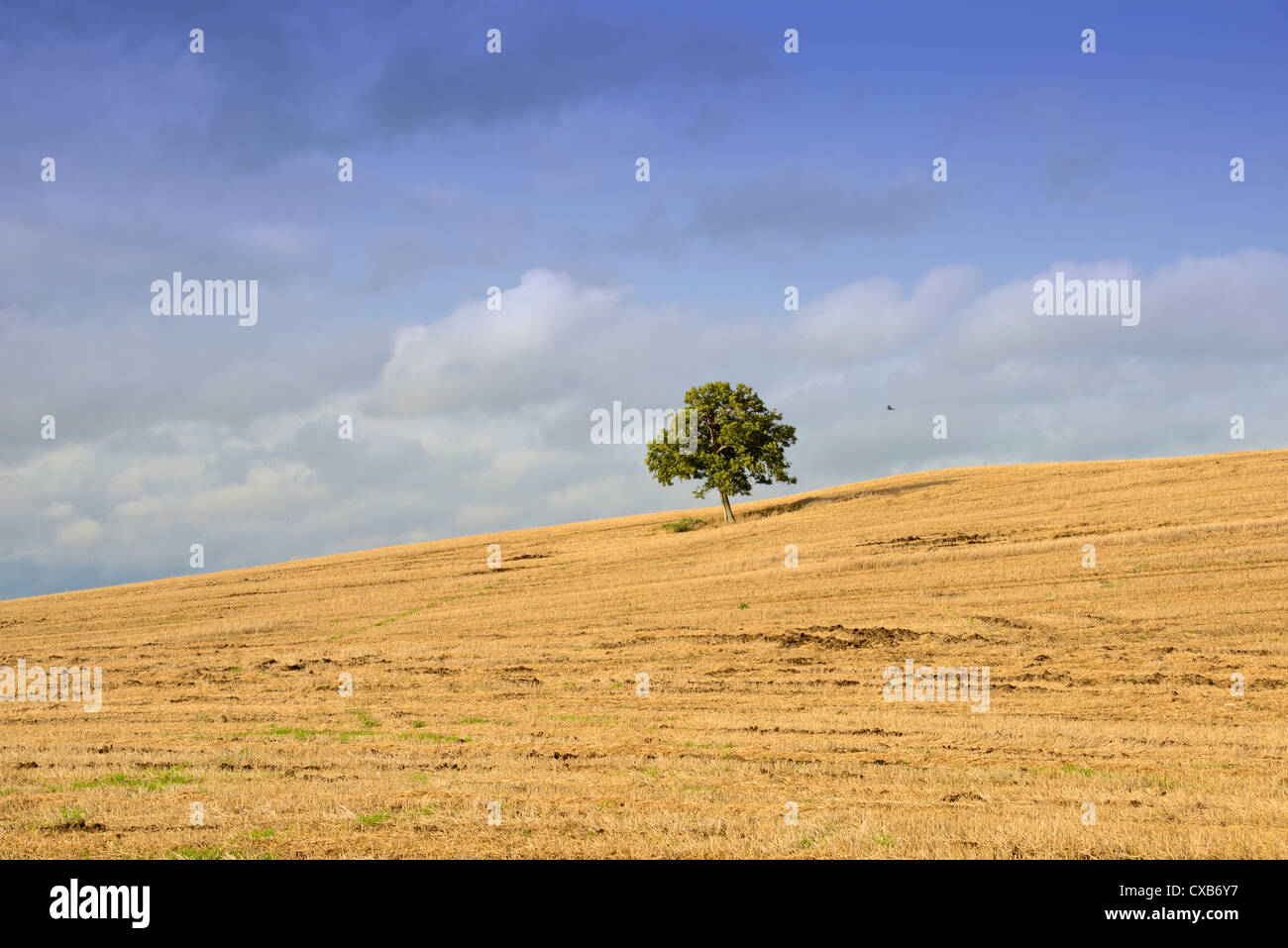Einsamer Baum auf einem Hügel in einem goldenen geernteten Feld mit roten Drachen fliegen, blauer Himmel und flauschige Wolken Stockfoto