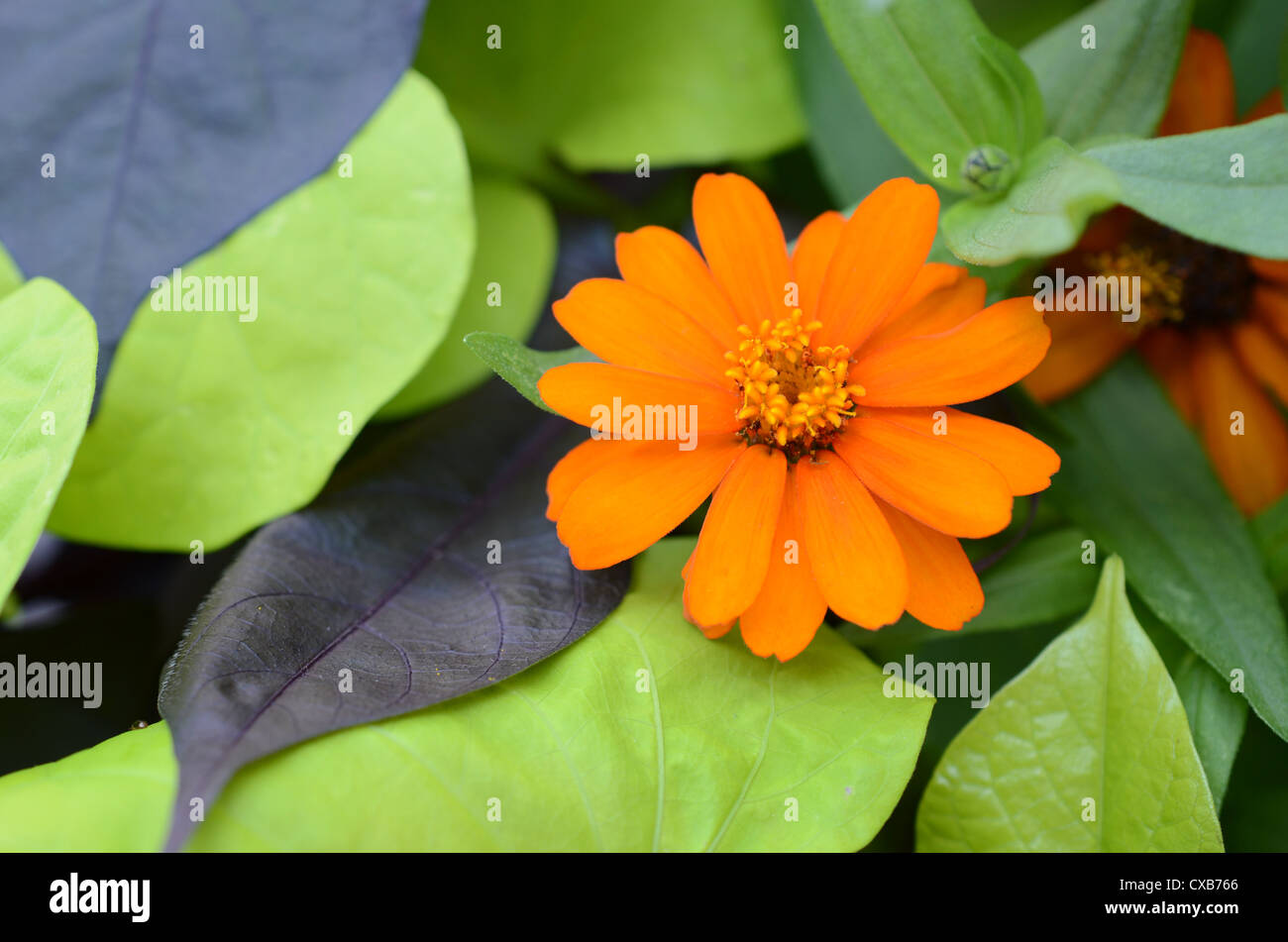 Orange-Kosmos zwischen Blättern Stockfoto