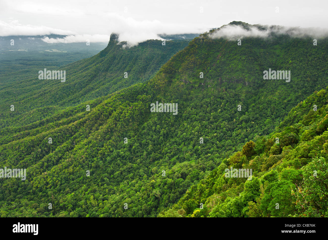 Grüne Regenwaldhänge des Tweed Valley im Border Ranges National Park. Stockfoto