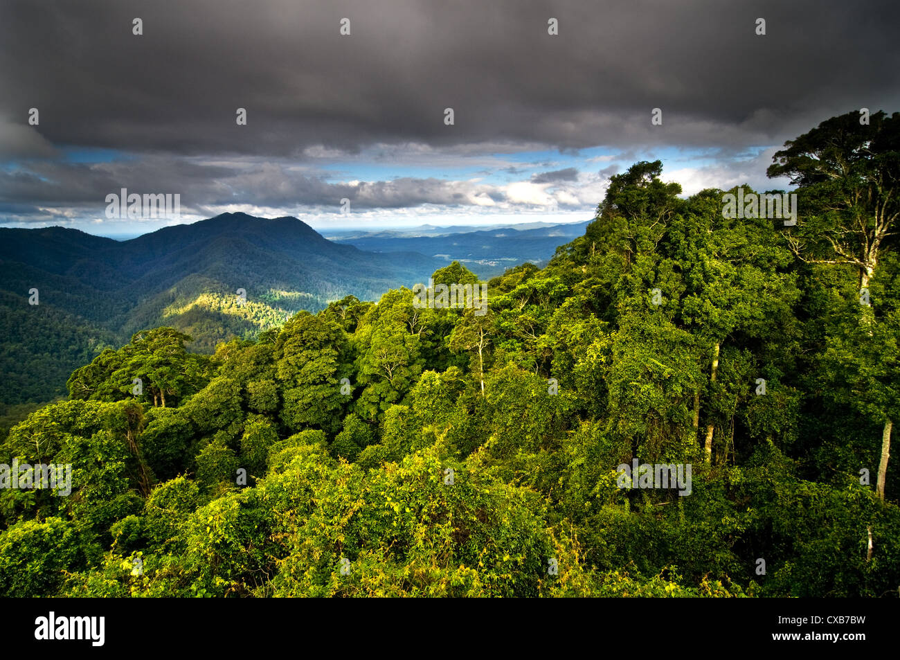 Blick über die Baumkronen des Dorrigo Regenwaldes. Stockfoto