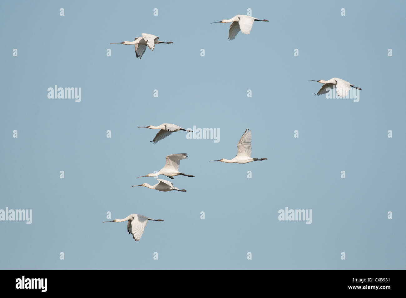 Gemeinsamen Löffler (Platalea Leucorodia) Gruppe von acht Vögel im Flug, einschließlich Jugendliche Stockfoto