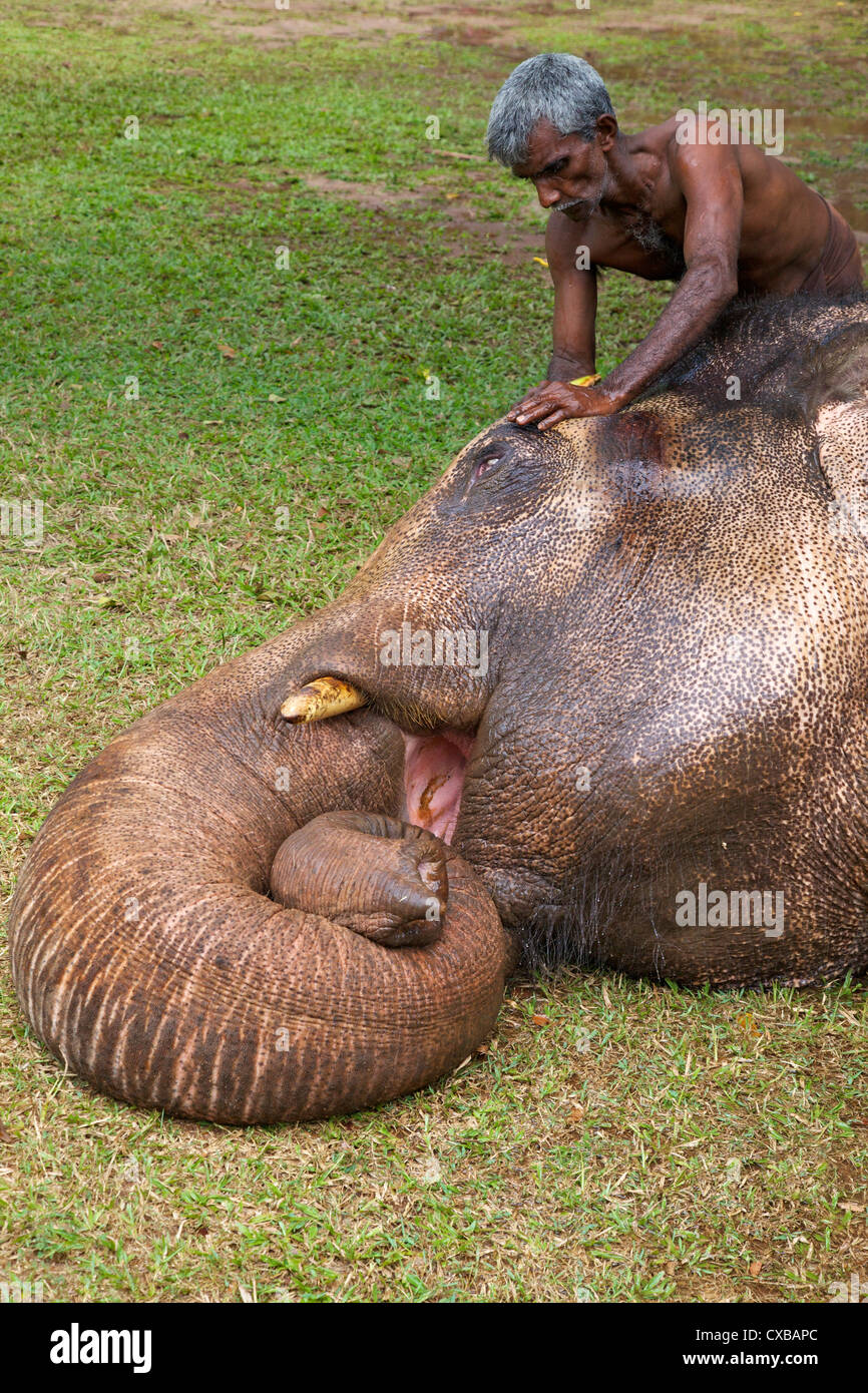 Mahoot Wäsche Gefangene asiatische Elefanten (Elephas Maximus Maximus) mit Kokosnuss-Schale vor Perahera Colombo, Sri Lanka, Asien Stockfoto