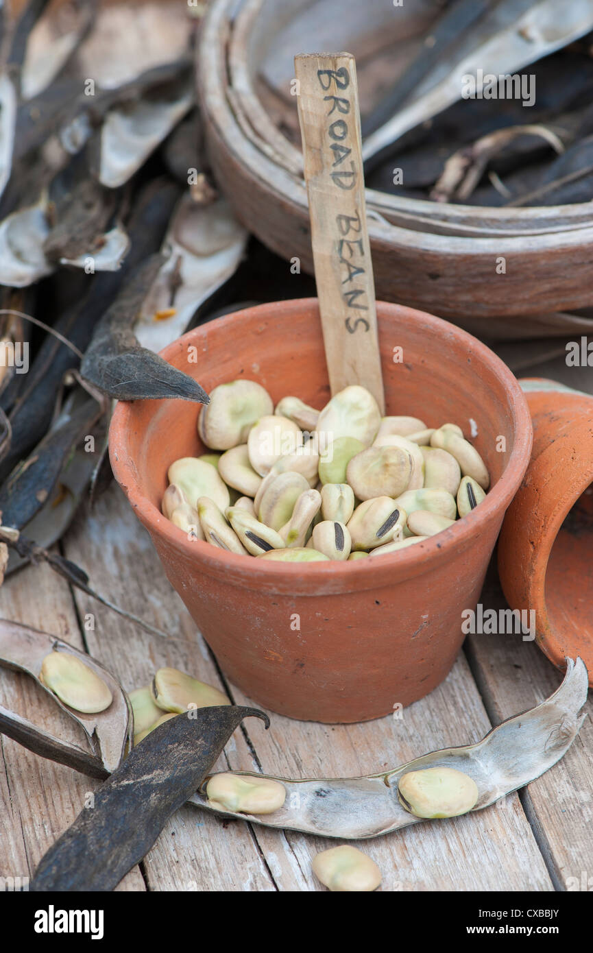 Garten Stillleben mit getrockneten Bohnen Schoten mit reifen Samen bereit für die nächste Saison Stockfoto