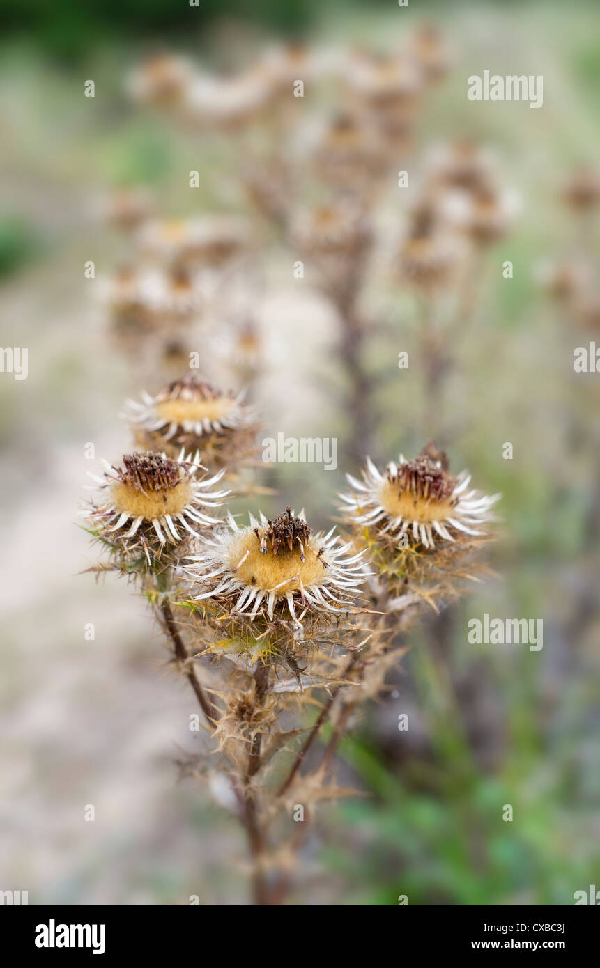 Carline Thistle, Carlina Vulgaris, wachsen auf positiv Dünen zeigen die Reife Seedheads, Norfolk, England September Stockfoto