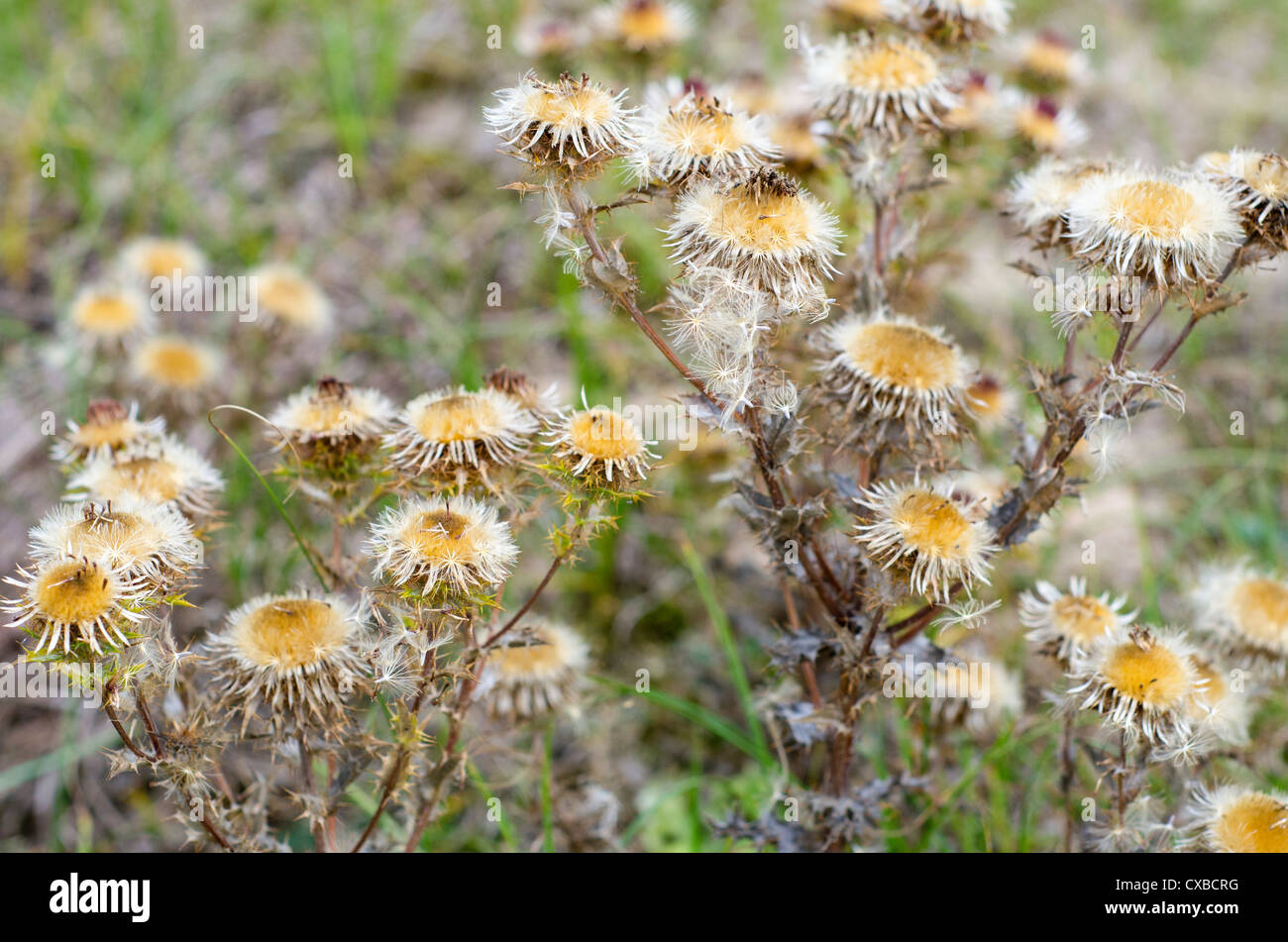 Carline Thistle, Carlina Vulgaris, wachsen auf positiv Dünen zeigen die Reife Seedheads, Norfolk, England September Stockfoto
