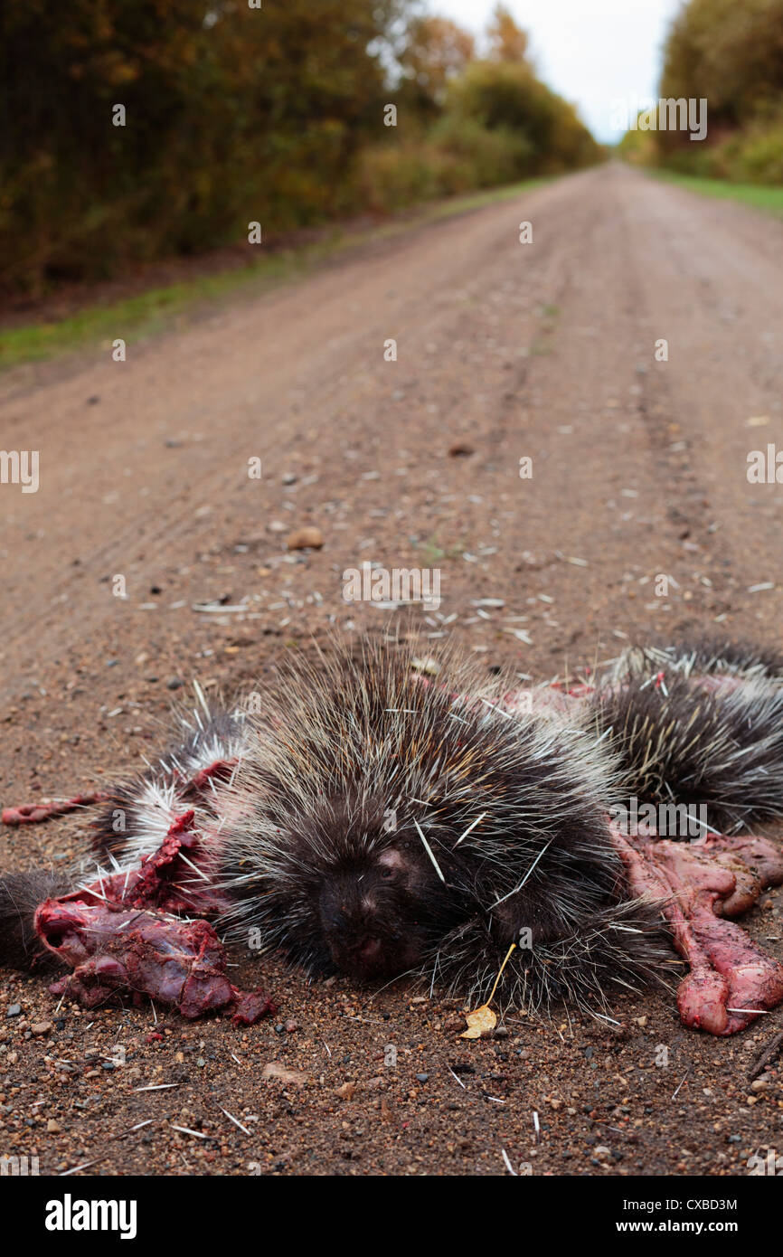 Ein toter Stachelschwein ein unvorsichtiger Fahrer auf der Landstraße überfahren. Stockfoto