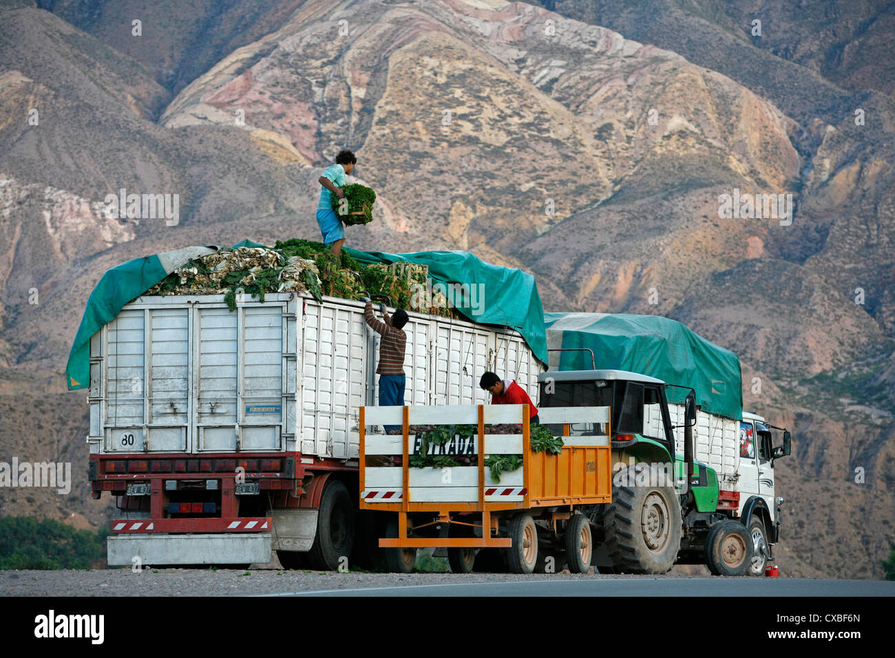 Arbeiter laden einen LKW mit Salat, Quebrada de Humahuaca, Provinz Jujuy, Argentinien. Stockfoto