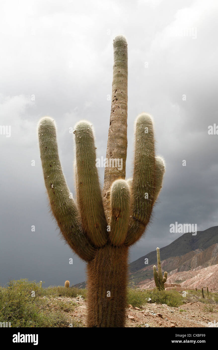 Kaktus in Los Cardones Nationalpark, Provinz Salta, Argentinien. Stockfoto