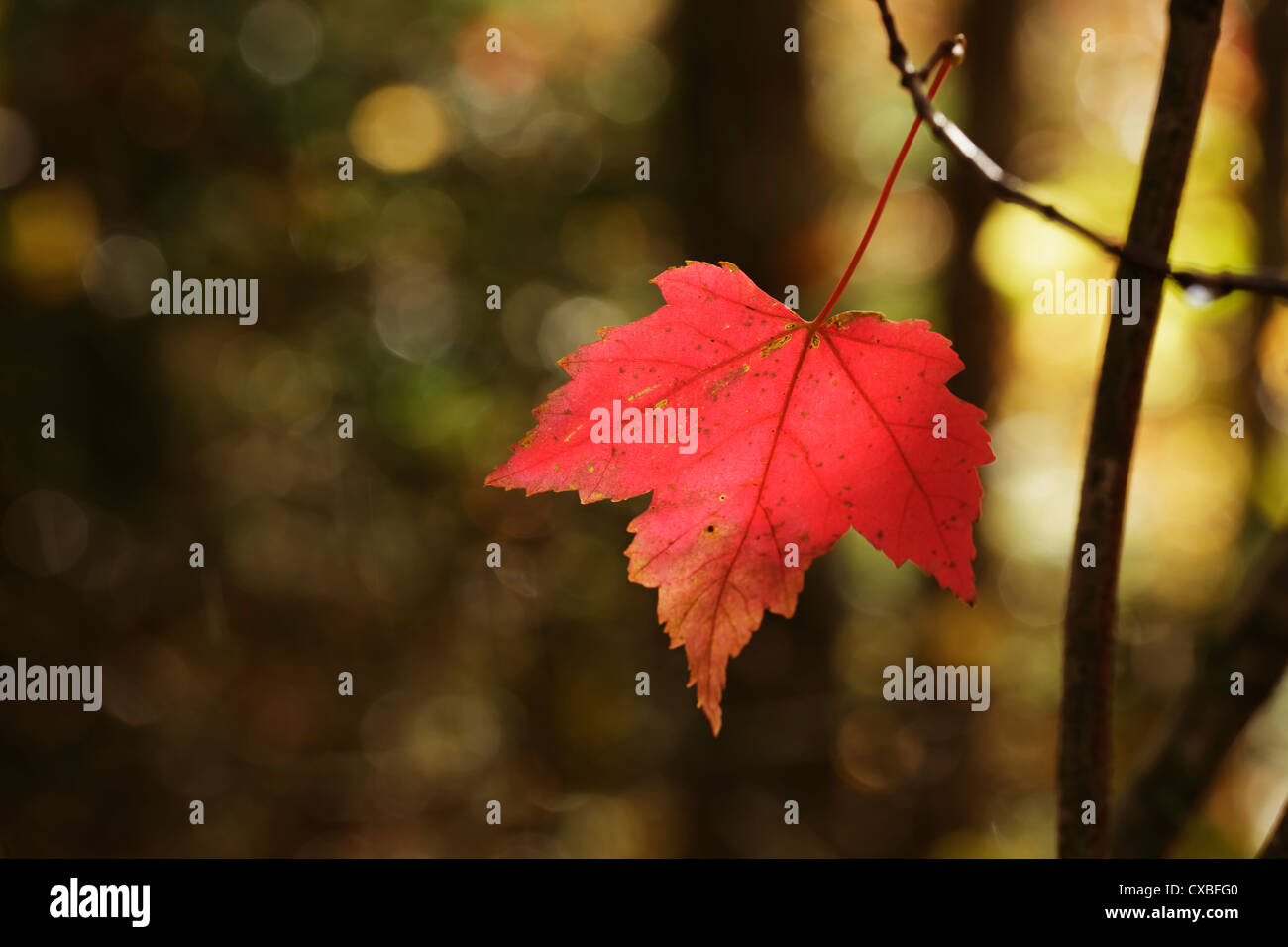 Rotes Ahornblatt in einem Herbstwald. Nord-Minnesota, USA. Stockfoto