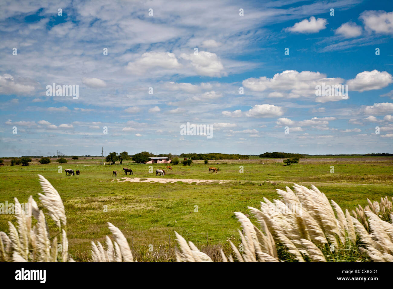 Typische Landschaft der Region Pampa, Argentinien. Stockfoto