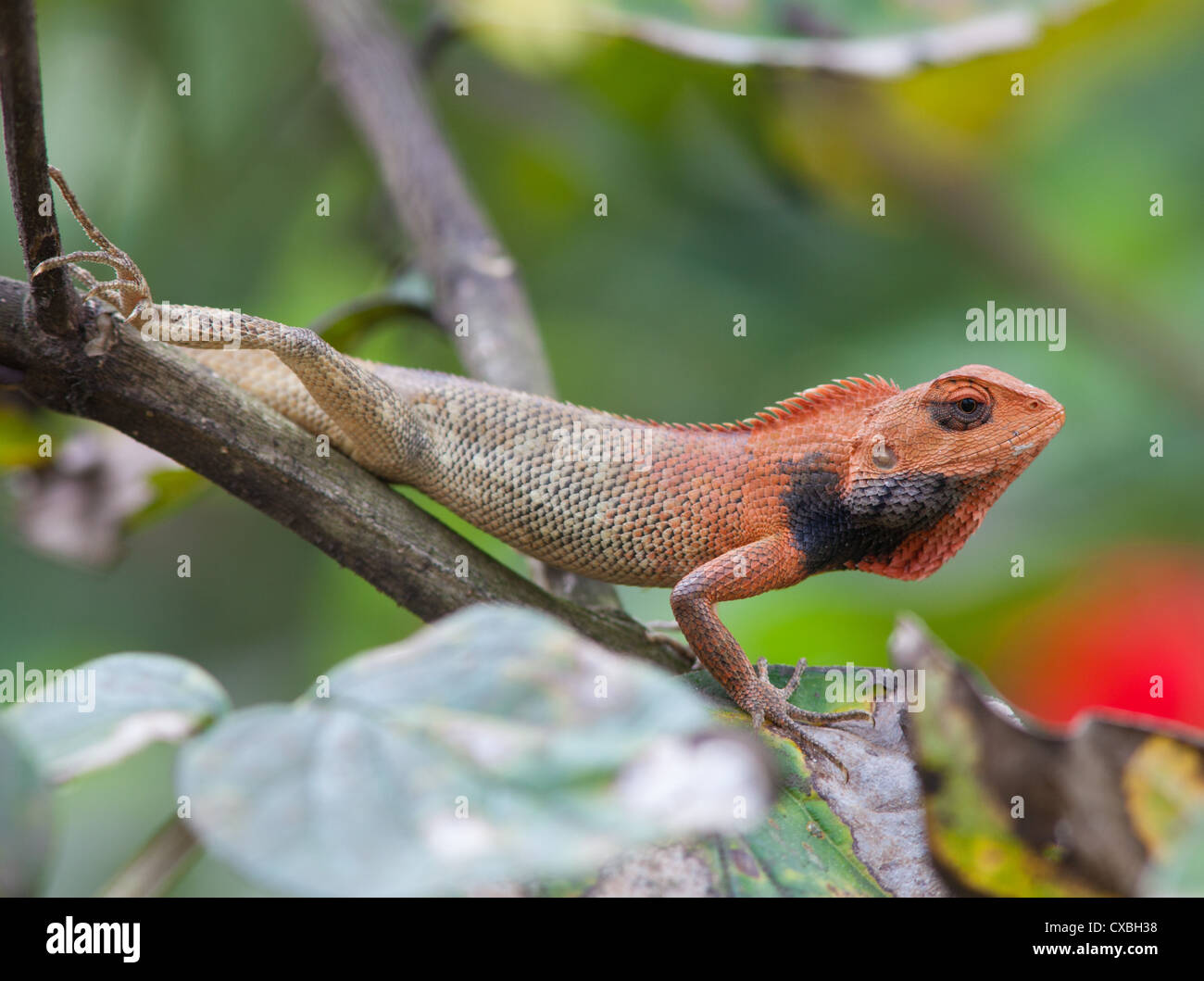Oriental Garden Lizard, Calotes versicolor, Nepal Stockfoto