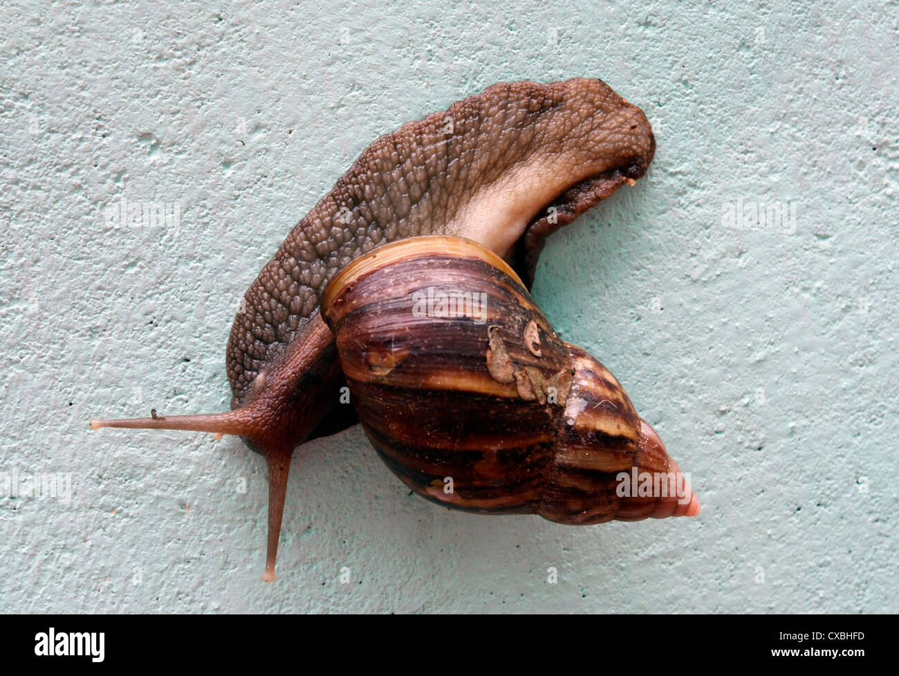 Nahaufnahme einer gemeinsamen Garten-Schnecke Stockfoto