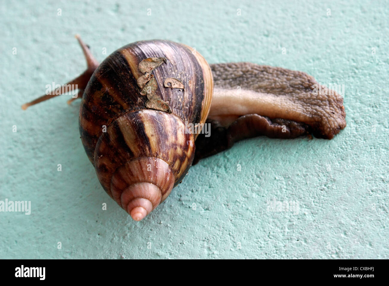 Nahaufnahme einer gemeinsamen Garten-Schnecke Stockfoto