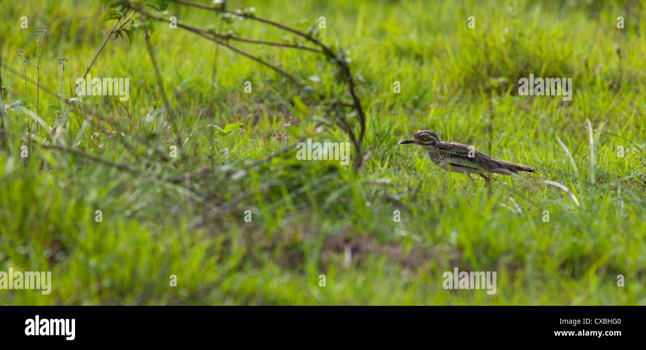 Eurasische dicken Knie (Stein Brachvogel), Burhinus Oedicnemus, lauert im Rasen, Nepal Stockfoto