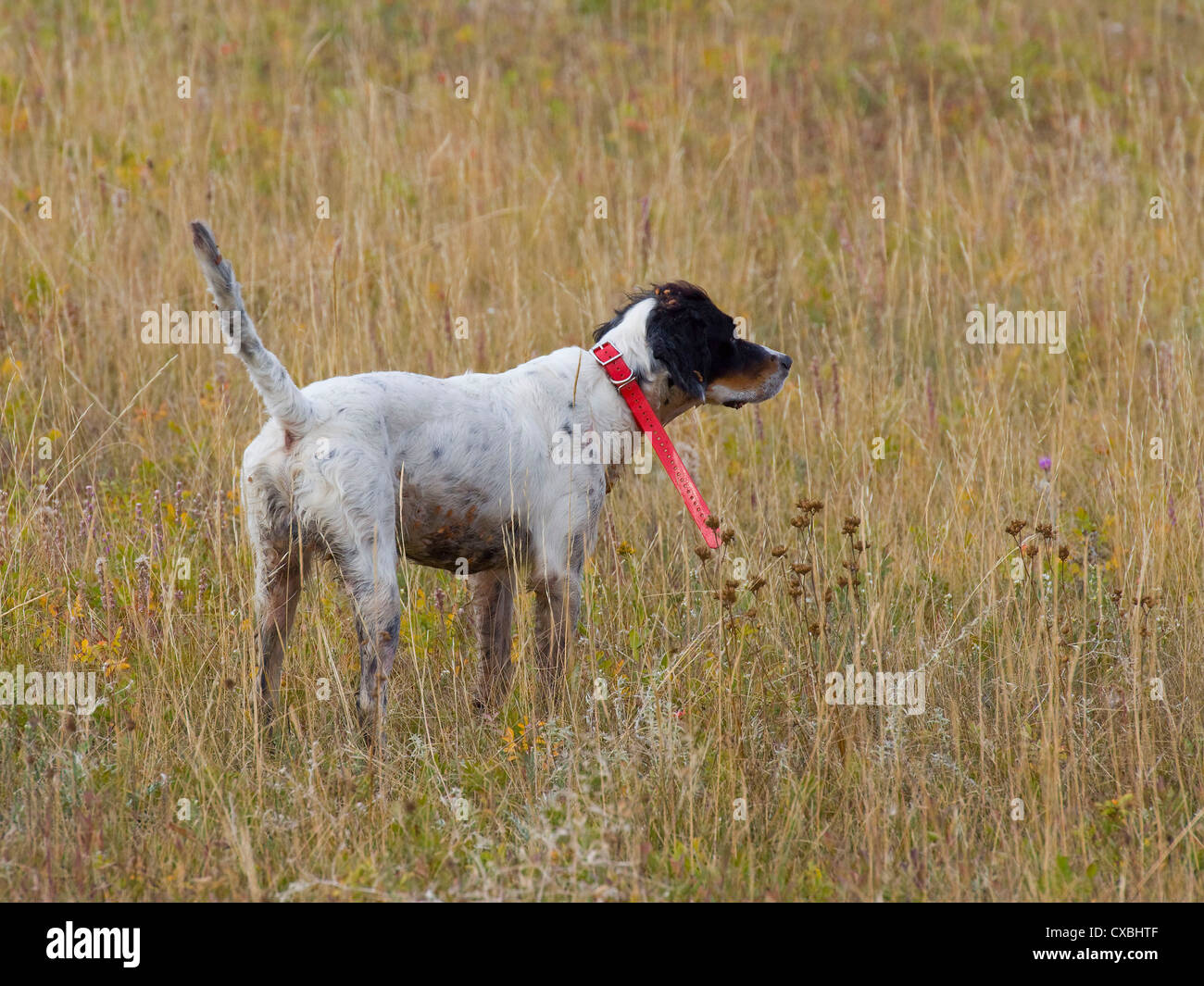 Englisch Setter auf Punkt Stockfoto