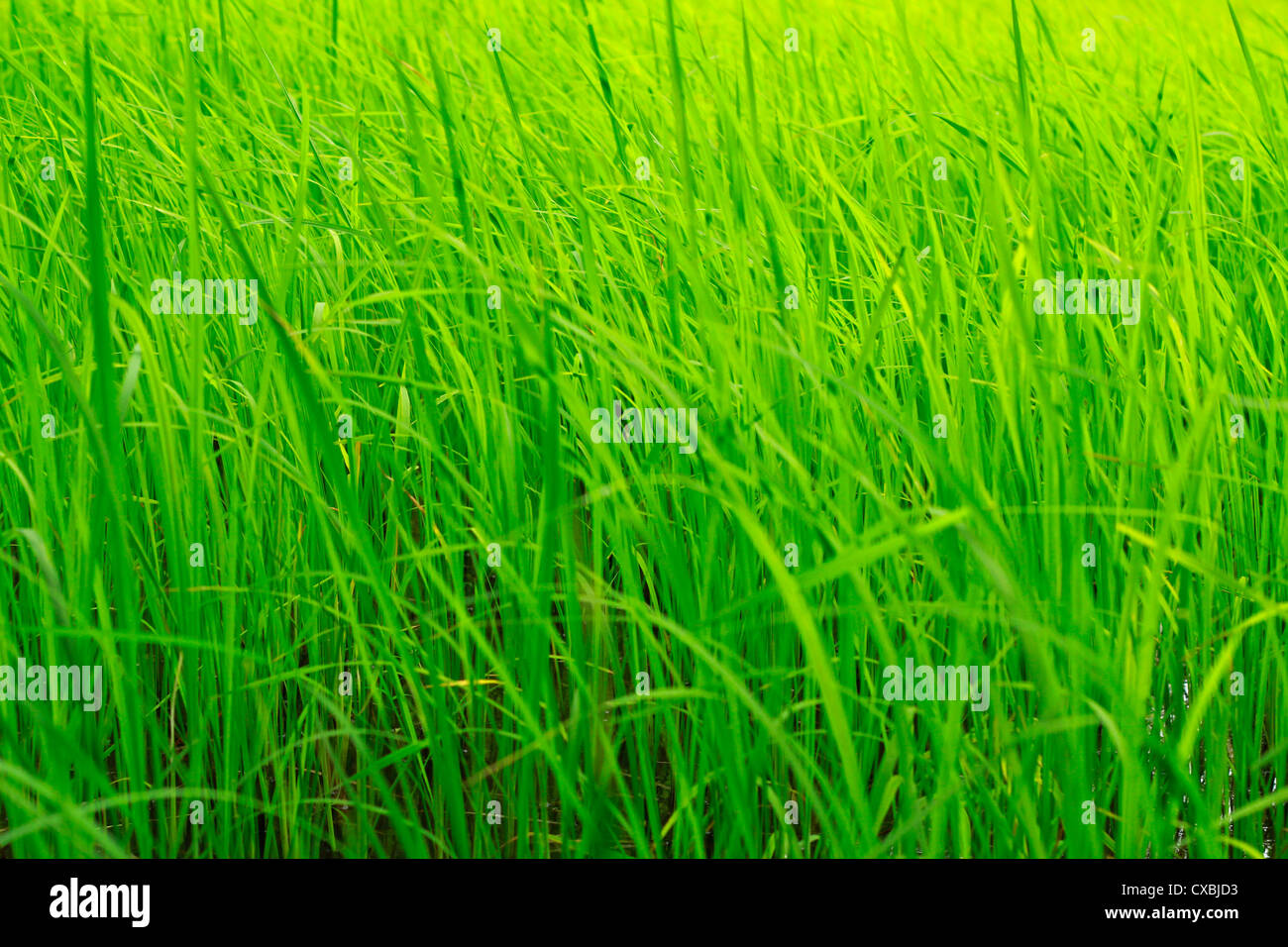 grüne Reisfelder; Kerala, Indien Stockfoto