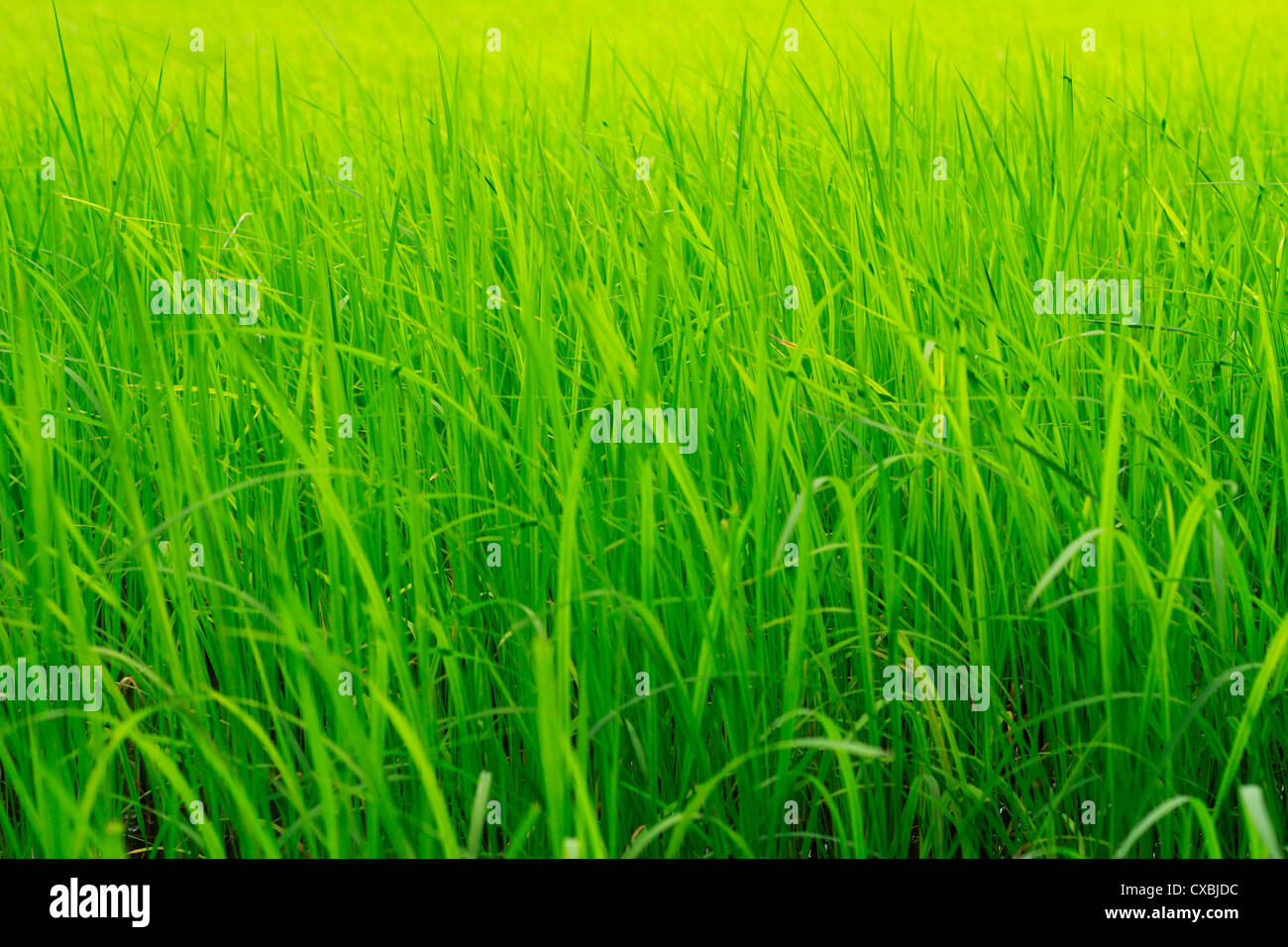 grüne Reisfelder; Kerala, Indien Stockfoto