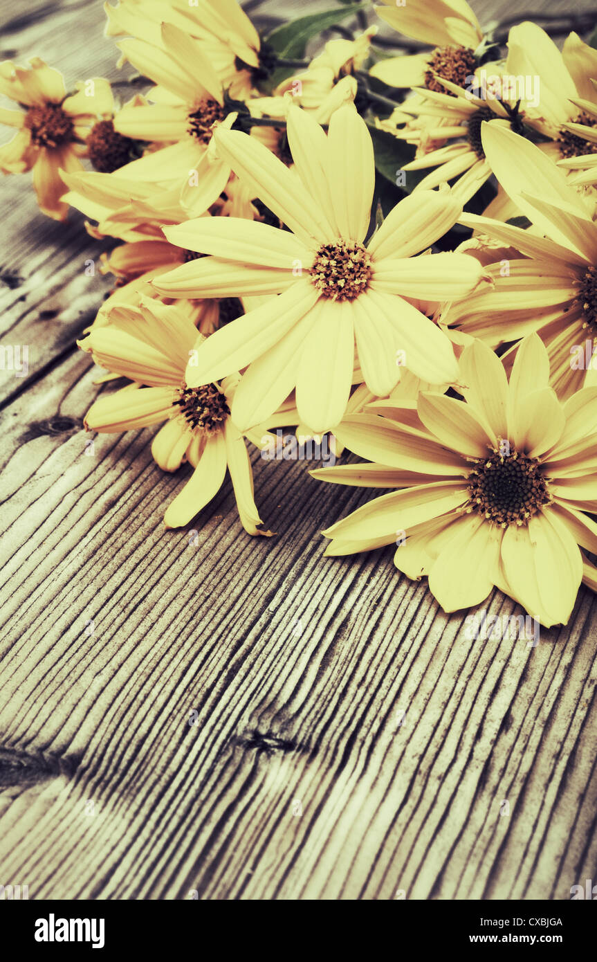 Blumen-wilde gelbe Gänseblümchen auf Holztisch - Vintage-Look Stockfoto