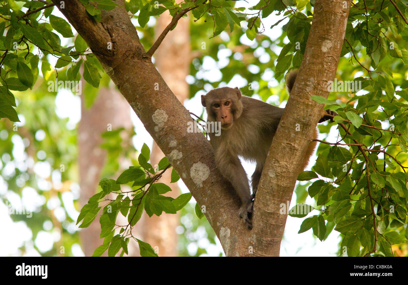 Rhesus-Makaken, Macaca Mulatta, Bardia Nationalpark, Nepal Stockfoto