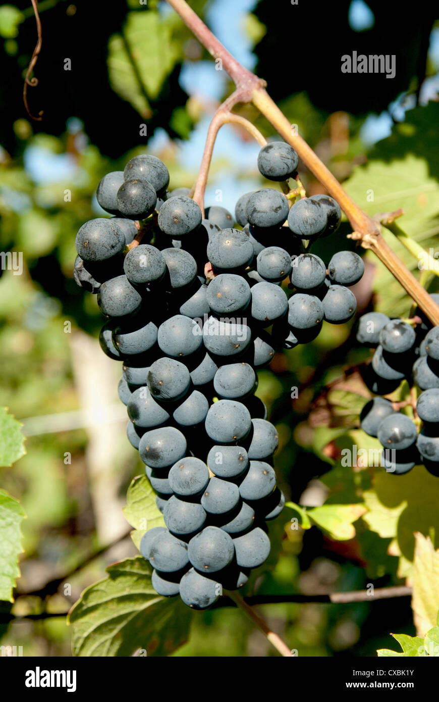 St. Laurent Wein-Trauben im Weinberg in der Nähe von Dorf Kostelec, Brnensko, Tschechische Republik, Europa Stockfoto
