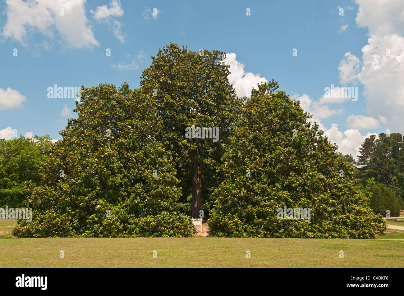 Arkansas, Washington, historischen Washington State Park, Magnolie c1839, Gesamtheit ist ein Baum des Landes größte zertifiziert. Stockfoto