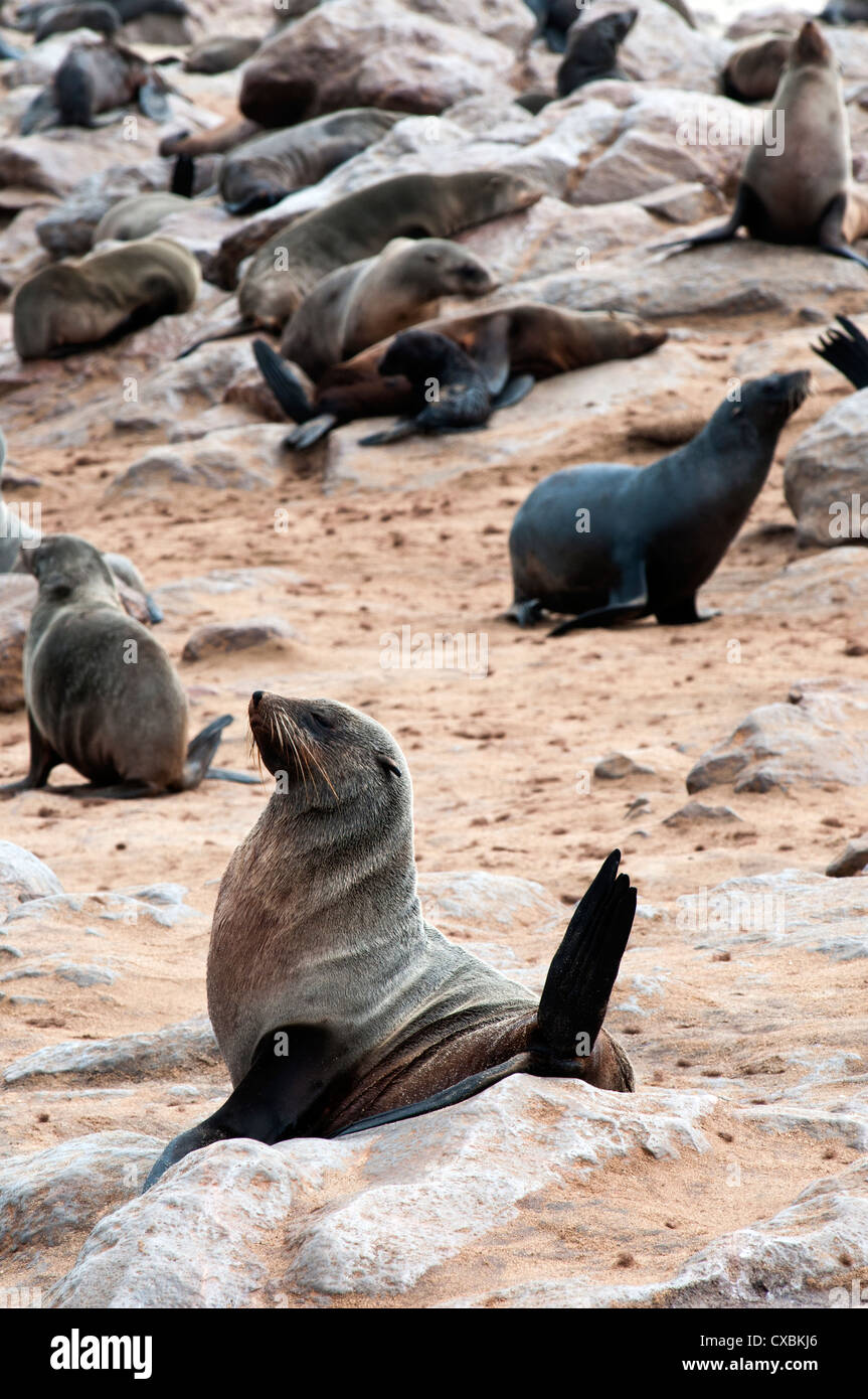 Kap-Seebären (Arctocephalus percivali), Cape Cross, Skeleton Coast, Kaokoland, Kunene-Region, Namibia, Afrika Stockfoto