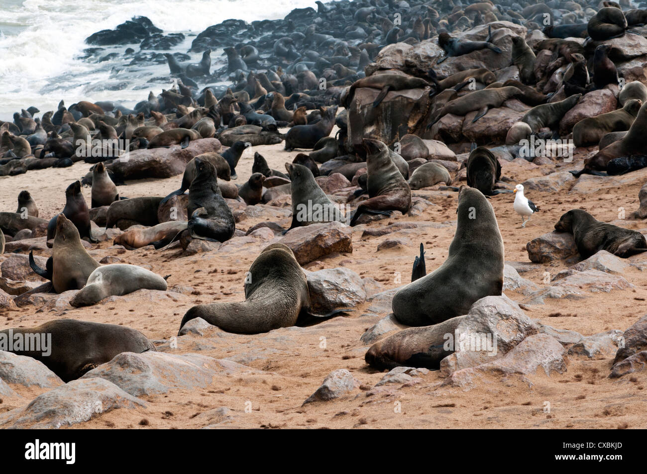 Kap-Seebären (Arctocephalus percivali), Cape Cross, Skeleton Coast, Kaokoland, Kunene-Region, Namibia, Afrika Stockfoto