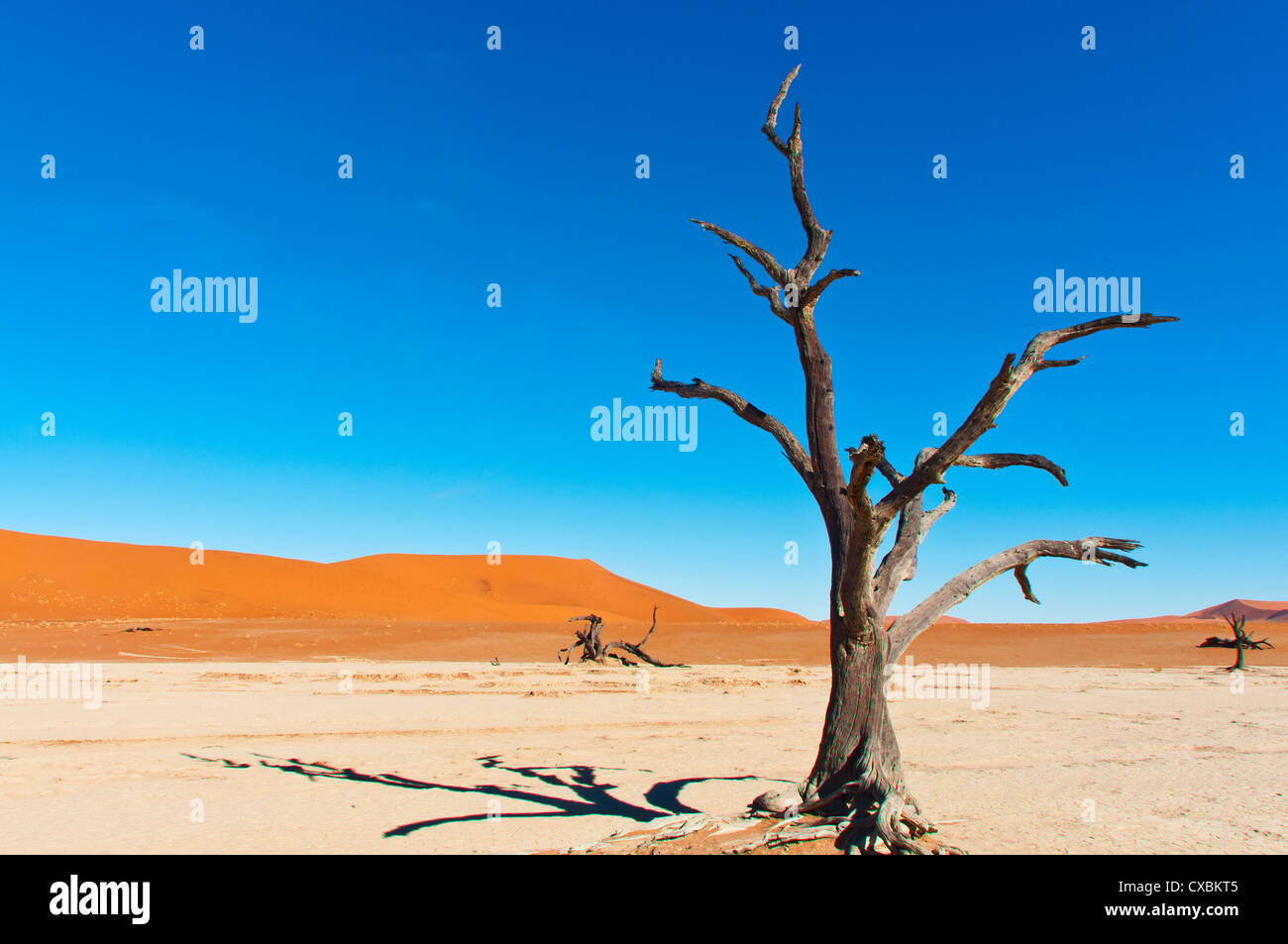 Sossusvlei, Namib-Wüste Namib Naukluft Park, Namibia, Afrika Stockfoto