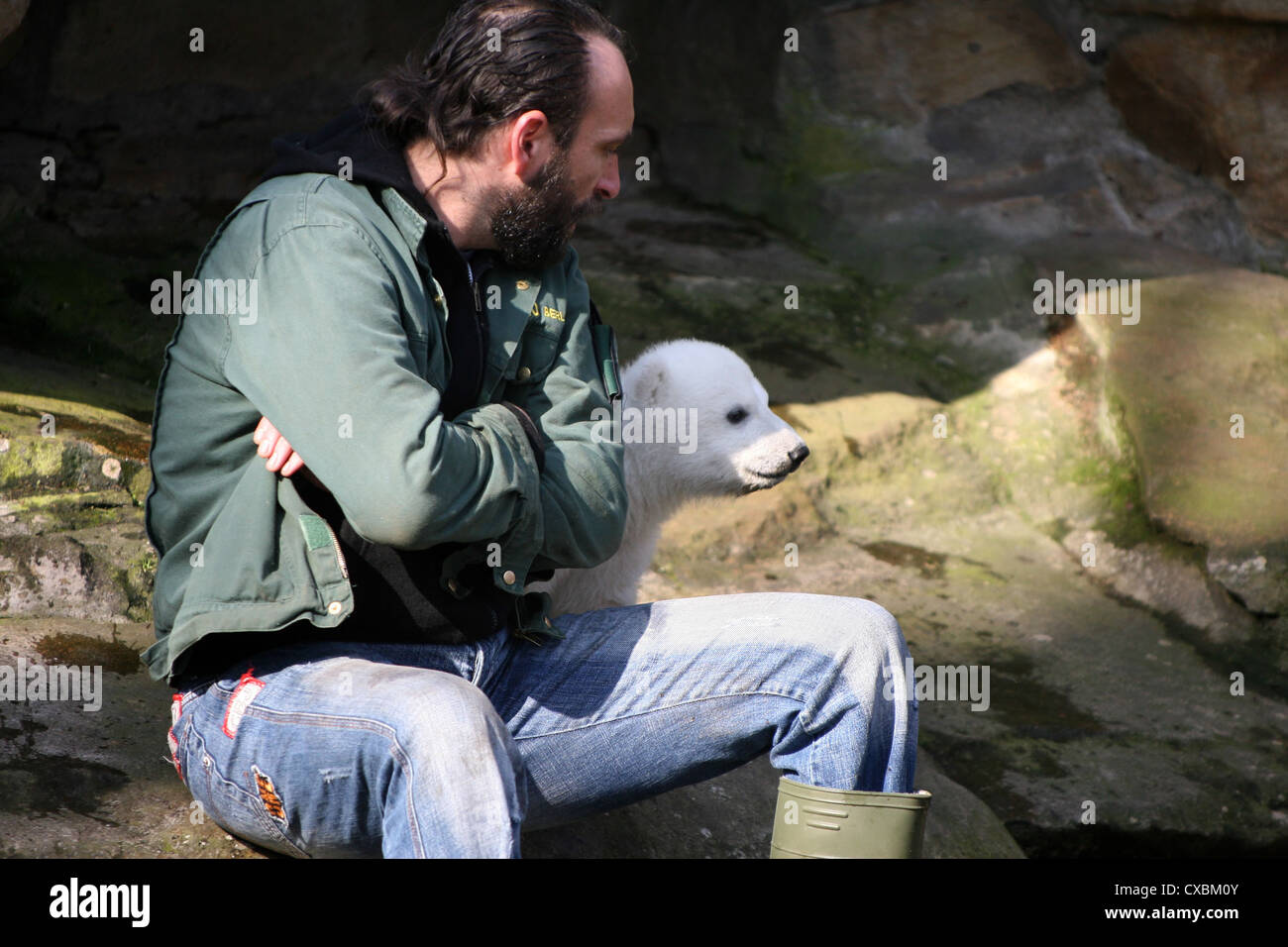 Berliner Eisbär Knut im Zoo Stockfoto