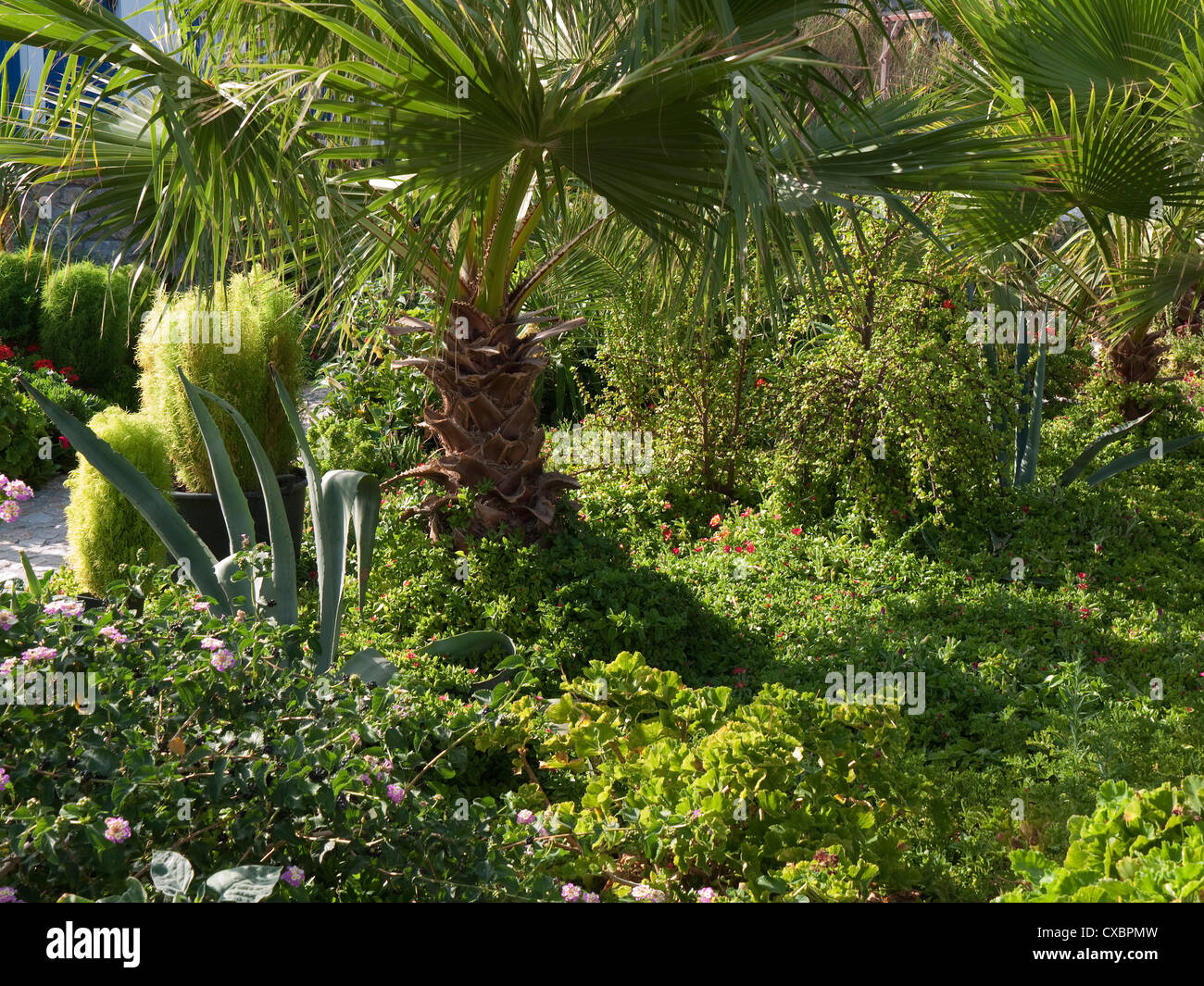 üppig grünen Garten, Kamari, Santorini, Griechenland Stockfoto