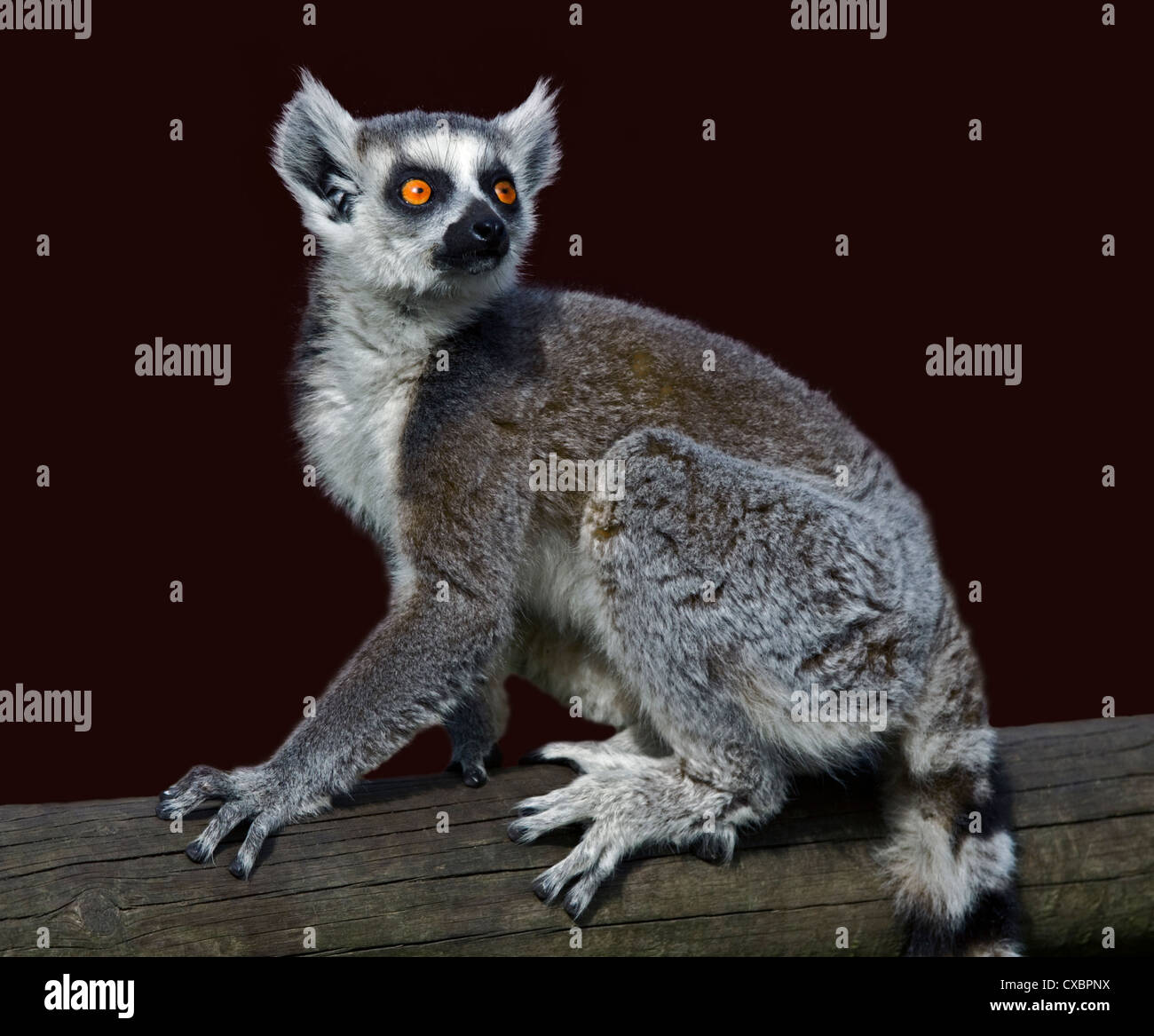 Ring-Tailed Lemur (Lemur Catta) Stockfoto