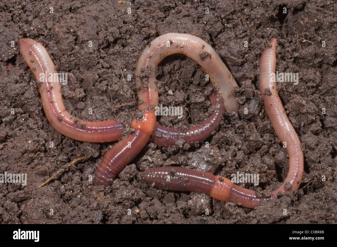 Regenwürmer (Lumbricus Terrestris). Stockfoto