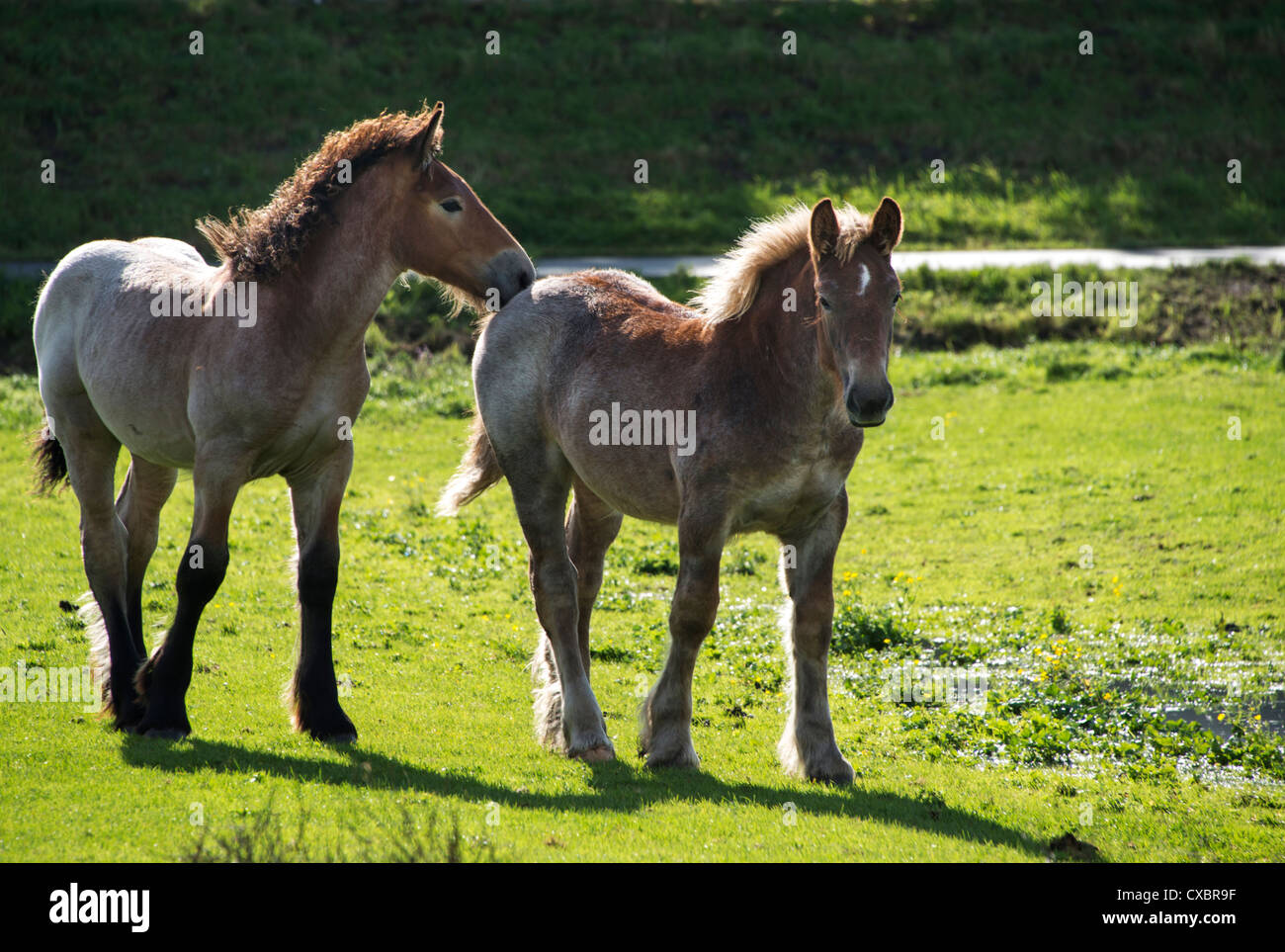 Mutter und junges Pferd auf dem grünen Rasen Stockfoto