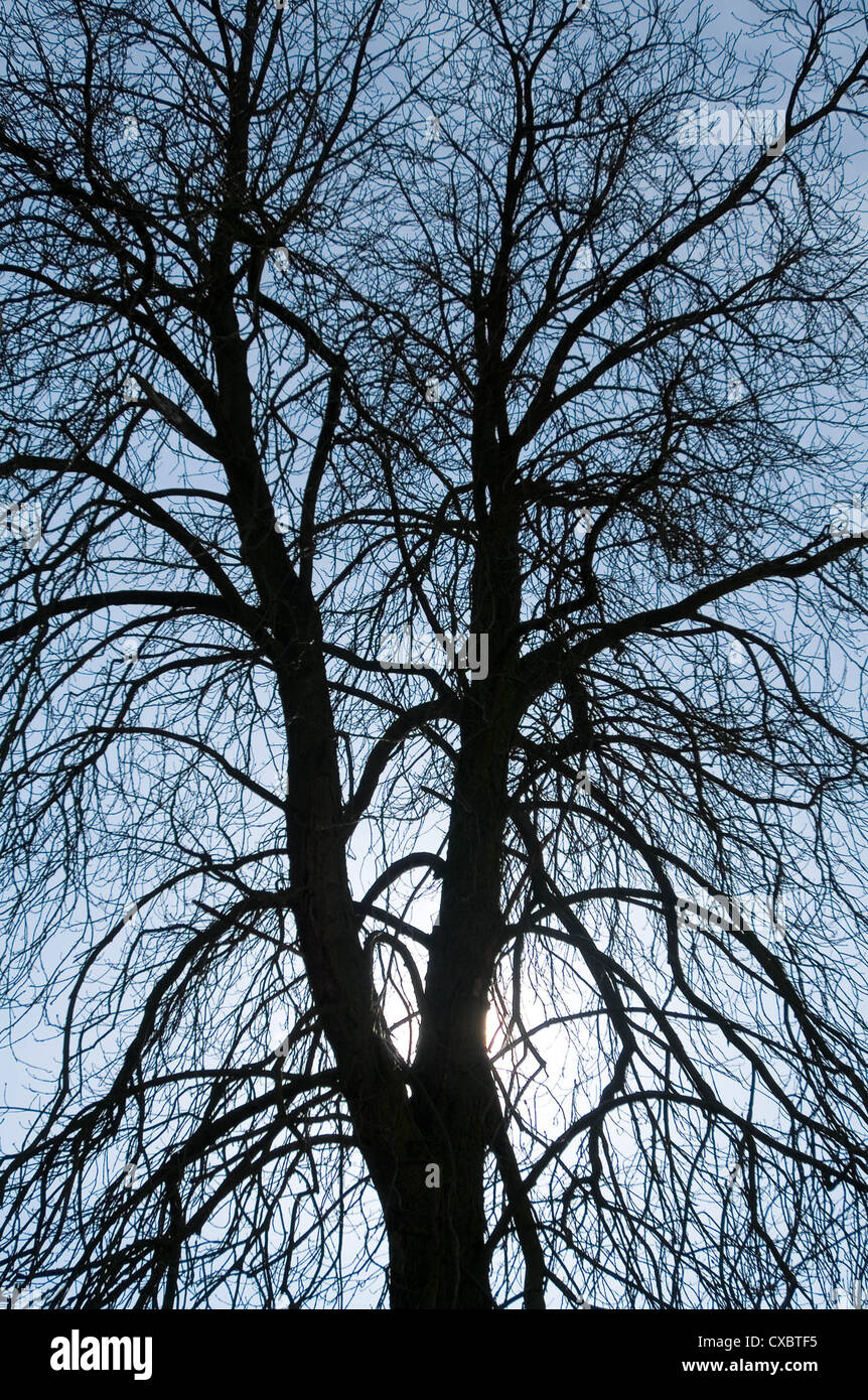 Hamburg, Silhouette eines Baumes Stockfoto