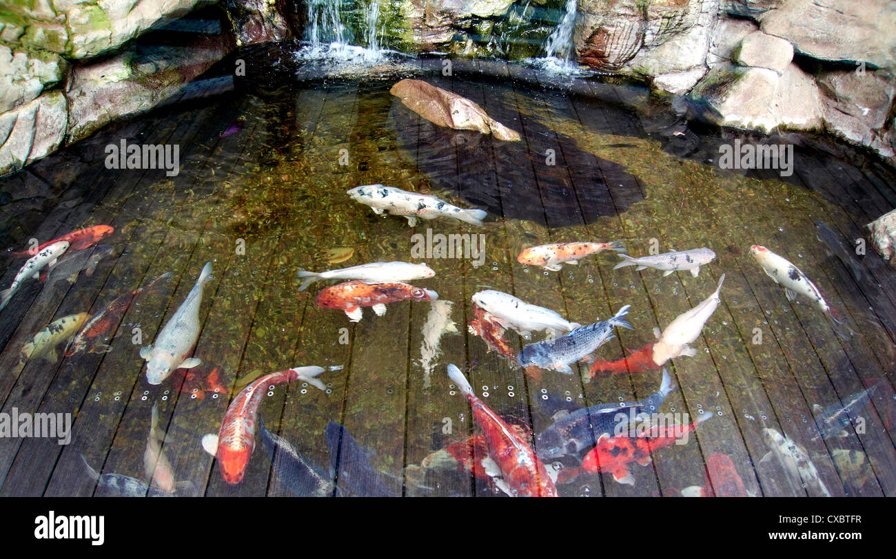 Koi-Karpfen schwimmen im Teich Stockfoto