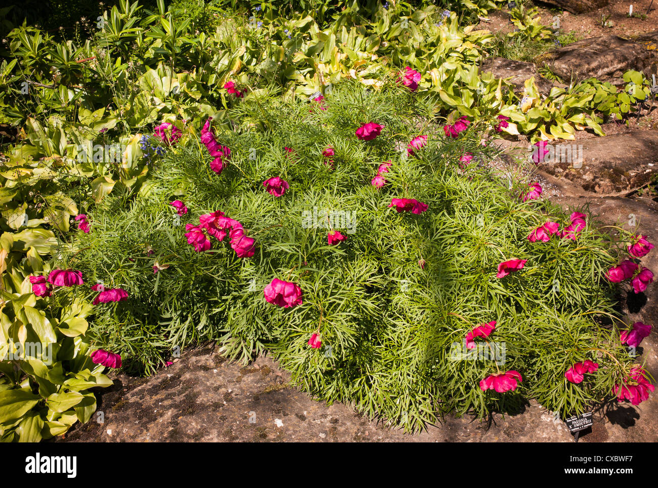 Paeonia X Smouthii in Blume im Königreich Stockfoto