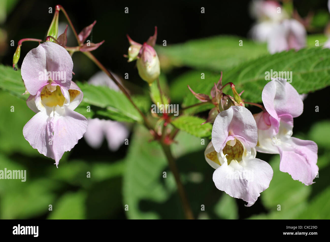 Himalayan Balsalm Impatiens glandulifera Stockfoto