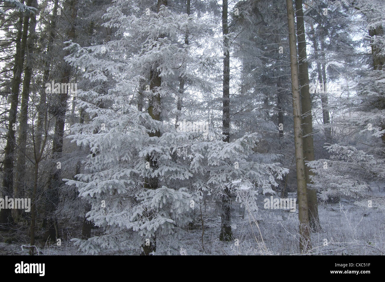 Verschneite Bäume in Campsie Glen in der Nähe von Glasgow, Schottland Stockfoto