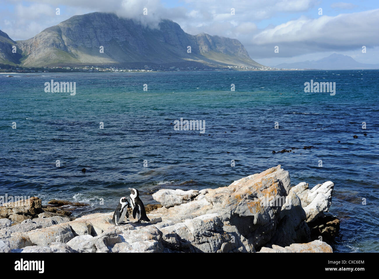 Afrikanische Pinguine, Bettys Bay, Kapprovinz, Südafrika, Afrika Stockfoto