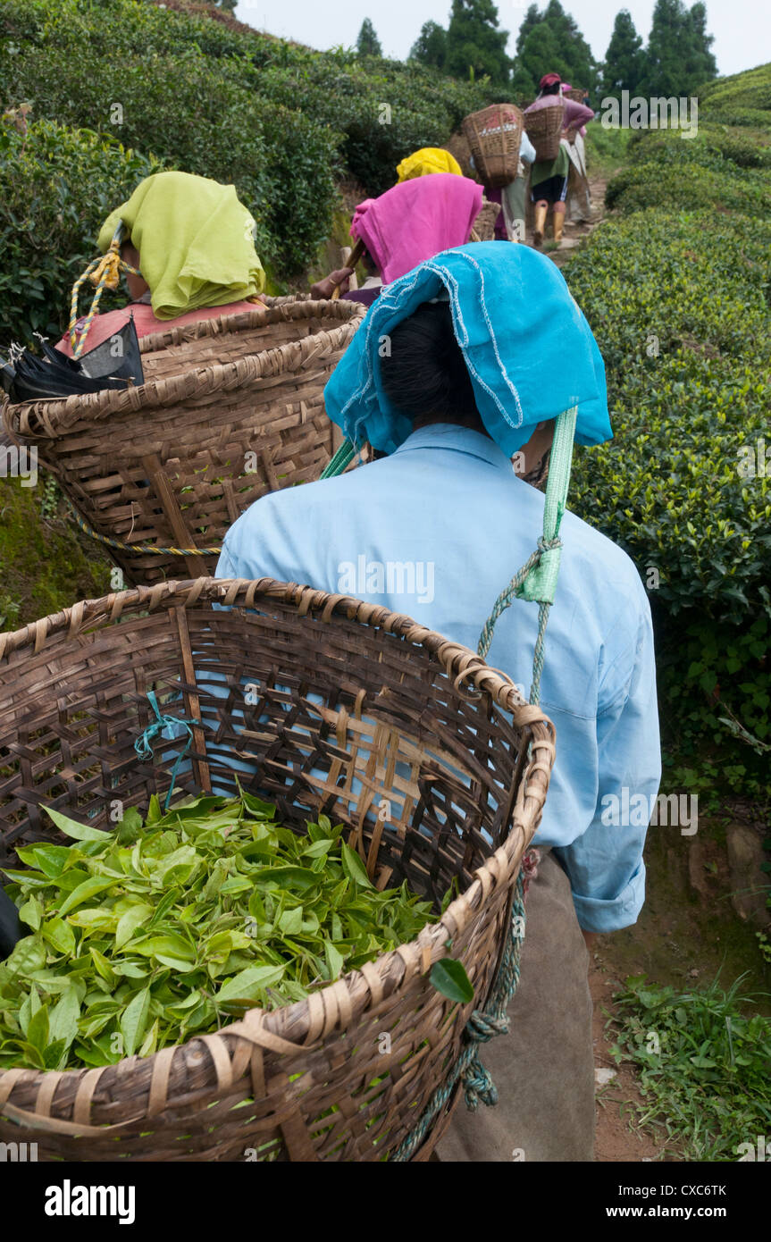 Arbeiter tragen Körbe der Teeblätter, Fikkal, Nepal, Asien Stockfoto