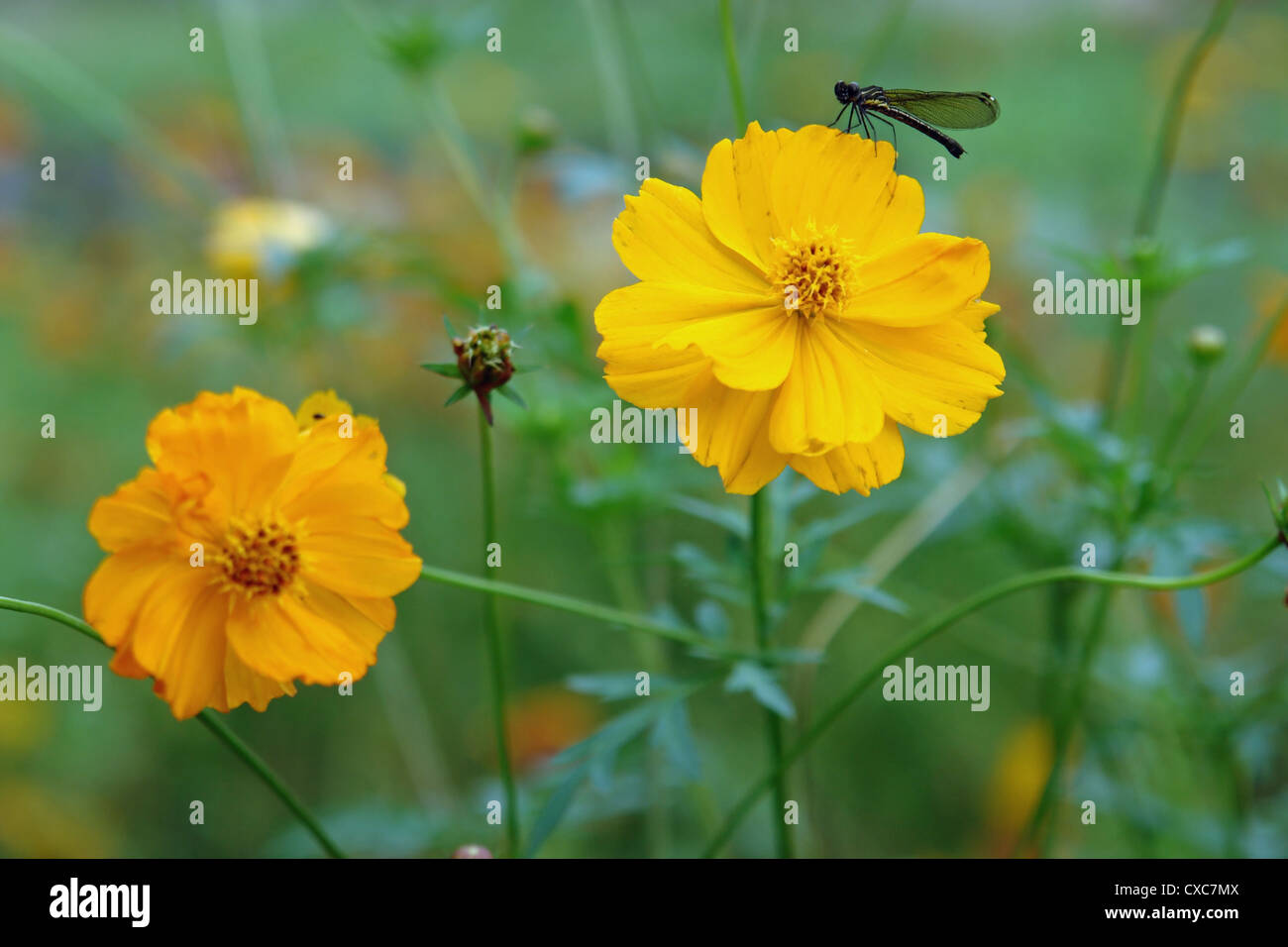 Ein kleiner Drache fliegen sitzen auf einer gelben Blume. Wir waren in der Nähe von North indischen Stadt von Kangra und es gab viel Grün. Stockfoto