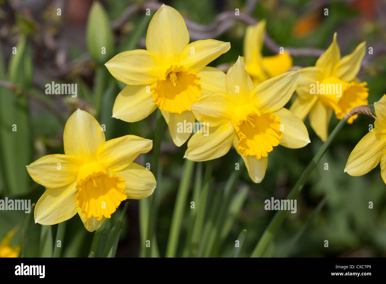 'Carlton' Wilden Narzisse, Påsklilja (Narcissus pseudonarcissus) Stockfoto