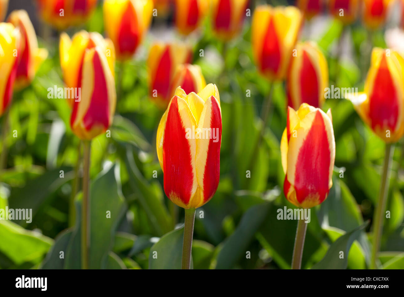 Der tresa' Kaufmanniana Tulpe, Näckrostulpan (Tulipa kaufmanniana) Stockfoto