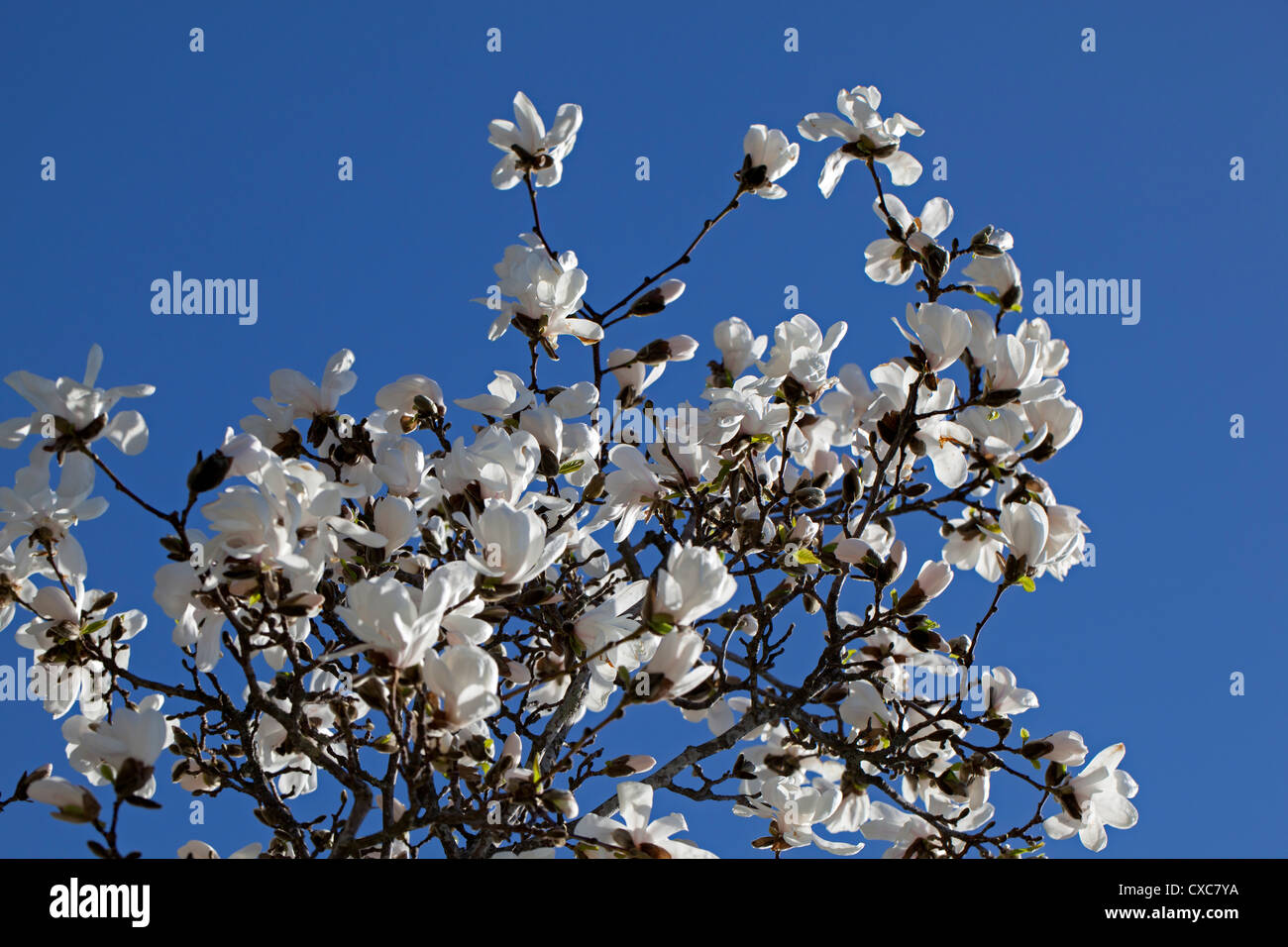 Star Magnolia, Stjärnmagnolia (Magnolia stellata) Stockfoto