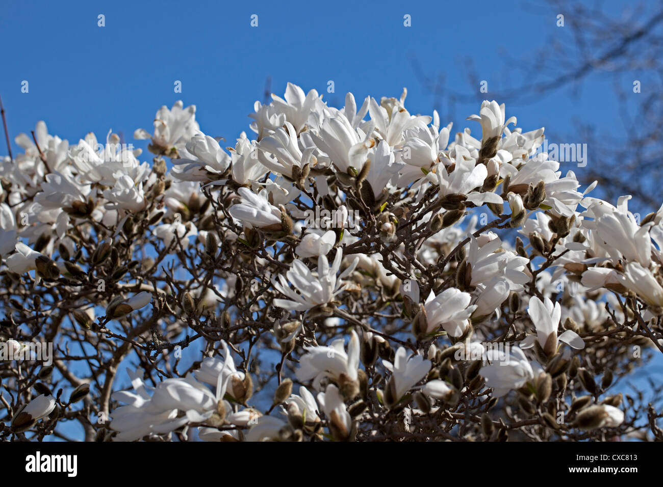 Star Magnolia, Stjärnmagnolia (Magnolia stellata) Stockfoto