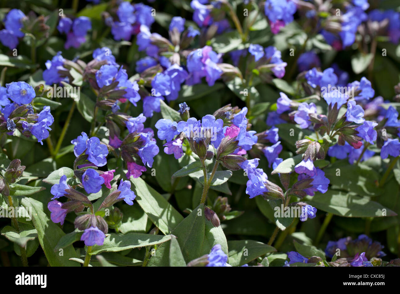 'Azurea' Berg, Smalbladig lungört Lungenkraut (Pulmonaria montana) Stockfoto